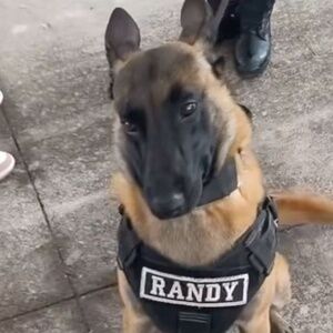 NOT LOOKING FOR THIS ANYMORE